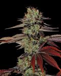 King's Kush Auto Feminizowane Nasiona