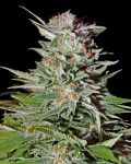Super Lemon Haze Auto Feminised Seeds