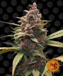 Ayahuasca Purple Feminized Seeds