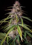 Alien Vs Triangle Auto Feminisiert Samen