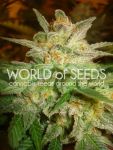 Star 47 Feminised Seeds