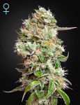 King's Kush CBD Auto Feminizowane Nasiona