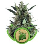Blue Cheese Auto Feminisiert Samen