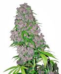 Purple Bud Feminised Seeds