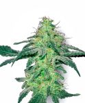 White Skunk Feminised Seeds