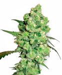 Super Skunk Feminised Seeds