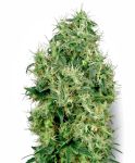 White Gold Feminised Seeds