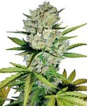 Super Skunk Auto Féminisée Graines