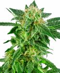 Snow Ryder Auto Feminised Seeds