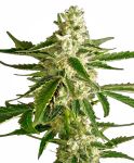 White Diesel Haze Auto Feminizowane Nasiona