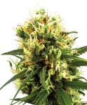 White Haze Auto Feminisiert Samen