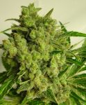 PCK x Kali China Feminised Seeds