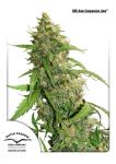Compassion Lime CBD Auto Féminisée Graines