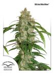 White Widow CBD Auto Feminisiert Samen