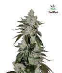 Girl Scout Cookies (aka Cookies) Auto Féminisée Graines