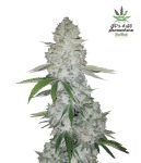 Gorilla Auto Feminised Seeds