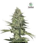 Rhino Ryder Auto Feminized Seeds