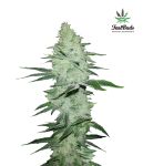 Six Shooter Auto Feminized Seeds
