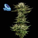 C99 x Blueberry Schnell Feminisiert Saatgut