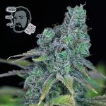 Jack Herer Szybko Feminizowany Nasiona