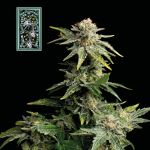 White Widow Schnell Feminisiert Saatgut