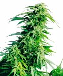 Hindu Kush Feminized Seeds