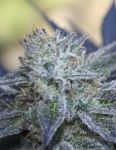 Washing Machine Feminised Seeds