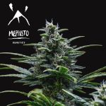 Skywalker Auto Feminizowane Nasiona