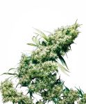 Jamaican Pearl Feminisiert Samen