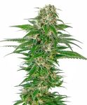 Early Skunk Auto Feminisiert Samen