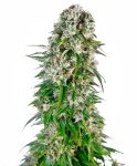 Big Bud Auto Feminisiert Samen