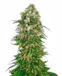 Shiva Skunk Auto Féminisée Graines