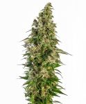 Afghani #1 Auto Feminised Seeds