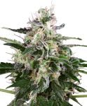 White Skunk Auto Feminised Seeds