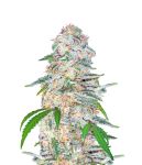 Blue Dream Auto Féminisée Graines