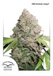 Charlotte's Angel CBD Feminised Seeds