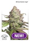Charlotte's Angel CBD Auto Feminizowane Nasiona