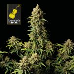 Lemonchello Haze Feminizowany Nasiona