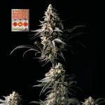 Strawberry Banana Grape Feminisiert Saatgut