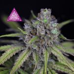 Critical Purple Kush Feminizowane Nasiona