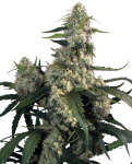 Quasar Feminised Seeds