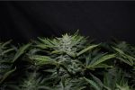 Orange Diesel Auto Feminisiert Samen