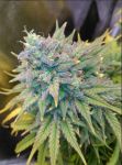 Gold Glue Auto Feminizowane Nasiona