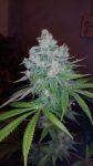 Kandy Kush x Skunk Régulier Graines