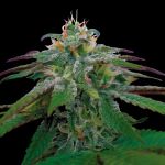 X18 Pure Pakistani Regular Seeds
