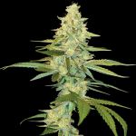 Cannalope Kush Feminisiert Samen