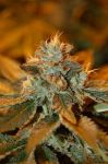 Cataract Kush Feminised Seeds