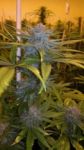 Exodus Kush Feminisiert Samen