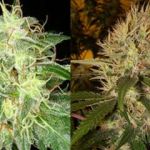 Martian Kush Feminisiert Samen