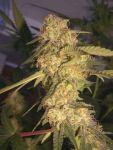 ReCon Feminised Seeds
